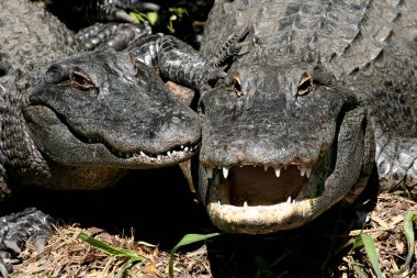 Sırıtan Amerikan Timsahları - A. Missipiensis - Florida göletinde güneşleniyor.