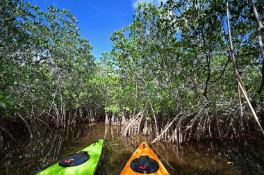 Öğleden sonra Florida 'daki Everglades Ulusal Parkı' ndaki Nine Mile Pond 'da kayak yaparken..