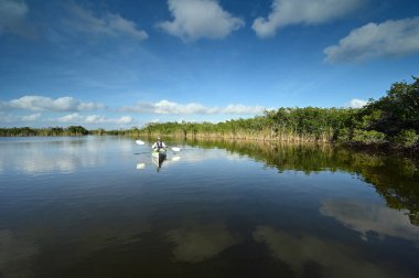 Everglades Ulusal Parkı, Florida 'daki Nine Mile Pond' da aktif son sınıf kanosu..,