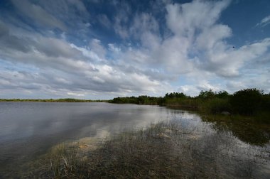 Everglades Ulusal Parkı 'ndaki Sweet Bay Pond' da fırtına bulutları toplanıyor.