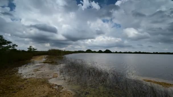 Včasná bouře mraky nad Sweet Bay rybník v Everglades Národního parku 4K. — Stock video