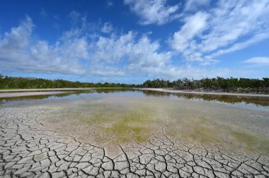 Everglades Ulusal Parkı, Florida 'da düşük su seviyeli Eco Pond.