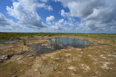 Everglades NP 'nin Delikteki Yaşam Alanında Şiddetli Kuraklık.