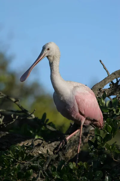 Cuchara rosada - Platalea ajaja - en roble en Saint Augustine, Florida. — Foto de Stock