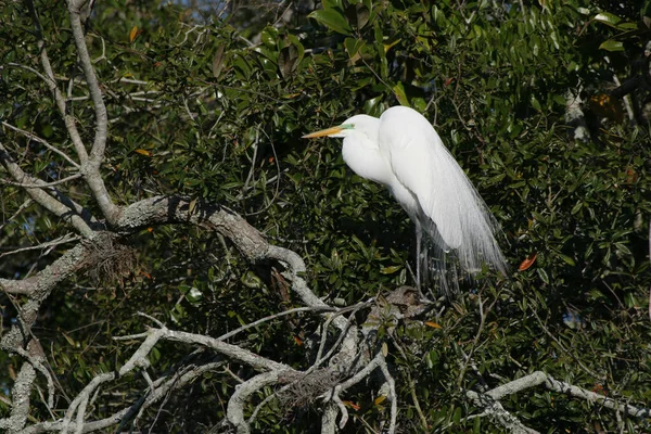 Silberreiher - Ardea alba - in Eiche in St. Augustine, Florida zur Paarungszeit — Stockfoto