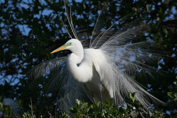 Silberreiher - Ardea alba - in Eiche in St. Augustine, Florida zur Paarungszeit — Stockfoto