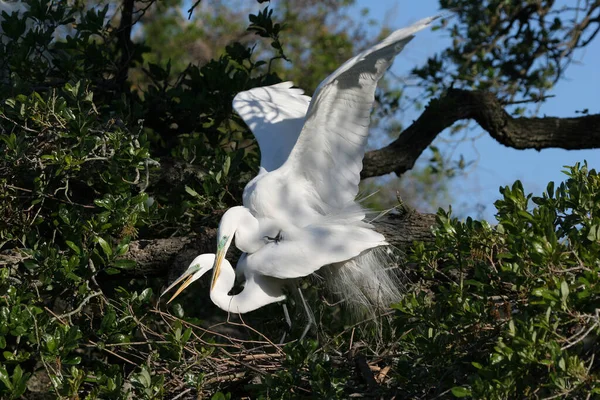 Grande Egret - Ardea alba - em carvalho em Santo Agostinho, Flórida, na época de acasalamento — Fotografia de Stock