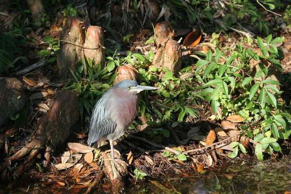 Zielona czapla - Butorides virescens - wśród kolan cyprysowych w St Augustine na Florydzie — Zdjęcie stockowe