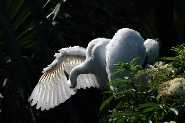 Grande Egret - Ardea alba - inspecionando asa retroiluminada em Santo Agostinho, Flórida. — Fotografia de Stock