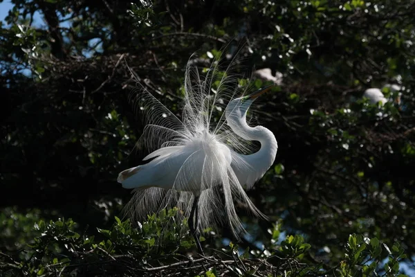 Grande Egret - Ardea alba - em carvalho em Santo Agostinho, Flórida, na época de acasalamento — Fotografia de Stock