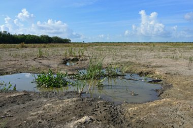 Everglades Ulusal Parkı 'nda kuraklıkta suyu tutan çözüm deliği..