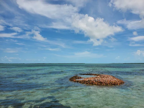 Afgedankt koninginnenschelphoorns vormen een klein eiland in Bimini, Bahama 's. — Stockfoto