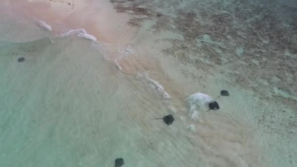 Aerial view of Southern Stingrays in shallows of Honeymoon Harbour, Bahamas 4K — Stock Video