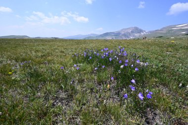 St. Marys Buzulu, Colorado 'nun yukarısındaki Alp tundrasında Harebell çiçekleri.