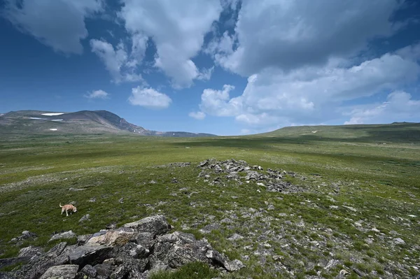 Perro explora tundra alpina en Colorado bajo el paisaje nublado de verano. —  Fotos de Stock