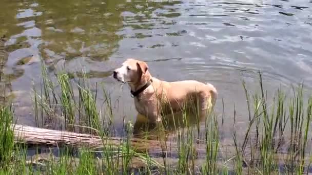 Pitbull Λαμπραντόρ αναμίξτε το σκυλί ανακτά ραβδί στη λίμνη Hassell, Κολοράντο 4K. — Αρχείο Βίντεο
