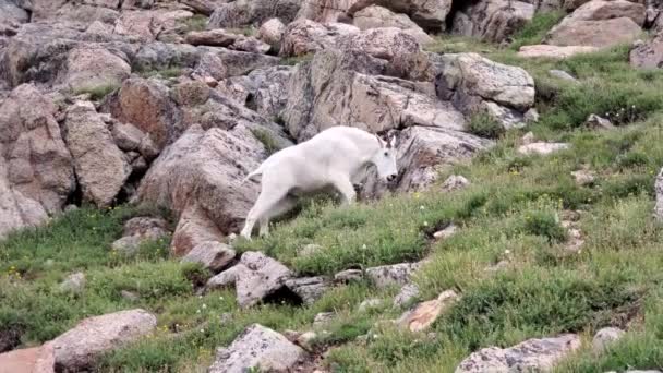 Hegyi kecske - Oreamnos americanus - legeltetés az Evans-hegyen, Colorado 4K. — Stock videók
