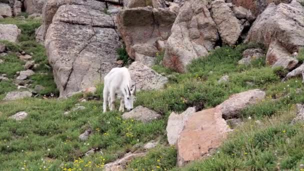 Mountain Goat - Oreamnos americanus - beweiding op de Mt Evans, Colorado 4K. — Stockvideo