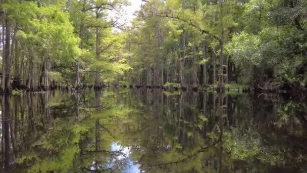 Yazın sonlarında Florida, Palmdale yakınlarındaki Fisheating Creek 'te kayak yaparken.. — Stok video