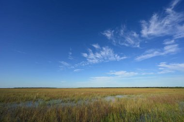 Everglades Ulusal Parkı, Florida 'daki talaş otlarının üzerinde güzel bir yaz bulutu manzarası.