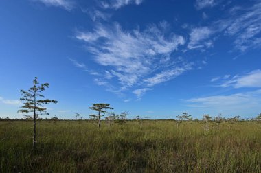 Everglades Ulusal Parkı, Florida 'daki talaş otlarının üzerinde güzel bir yaz bulutu manzarası.