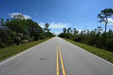 Everglades, Florida 'daki Main Park Yolu üzerinde güzel bir yaz bulutu..