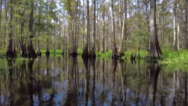 Yazın sonlarında Florida, Palmdale yakınlarındaki Fisheating Creek 'te kayak yaparken.. — Stok video