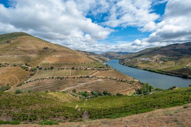 Douro Nehri, Portekiz 'in Douro Vadisi şarap bölgesinin şaraphaneleri ve teraslı üzüm bağları canlı sonbahar bulutları altında..