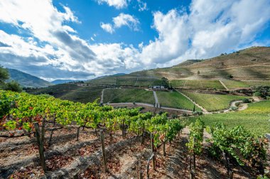Portekiz 'deki Douro Vadisi şarap bölgesinin şaraphaneleri ve teraslı bağları canlı sonbahar bulutları altında.