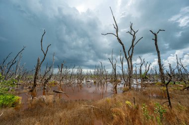 Fırtınalı yaz bulutları altında Florida Everglades Ulusal Parkı 'ndaki kokuşmuş bataklık yüzünden 2017 yılında Irma Kasırgası tarafından yok edilen mangrov ormanının kalıntıları..
