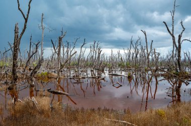 Fırtınalı yaz bulutları altında Florida Everglades Ulusal Parkı 'ndaki kokuşmuş bataklık yüzünden 2017 yılında Irma Kasırgası tarafından yok edilen mangrov ormanının kalıntıları..