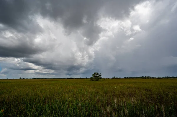 Florida, Everglades Ulusal Parkı 'ndaki Sawgrass Prairie üzerinde yaz fırtınası bulutları.