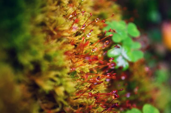 Macro Mousse Dans Forêt — Photo