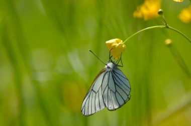 Sarı bir çiçekte kelebek