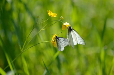 Sarı çiçeklerdeki kelebek