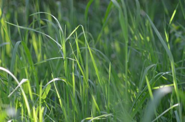 Yaz otları yakın plan.