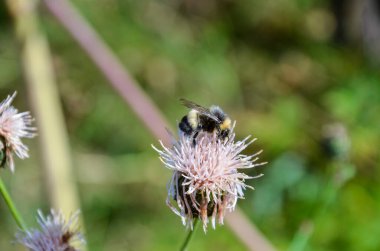 Çiçekteki yaban arısı. Yakın plan.