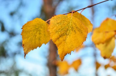 Huş ağacı yaprakları. Makro. Sonbahar manzarası