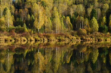 Ormanın sudaki yansıması.