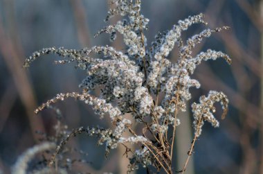 Makro. Kışın çiçekler