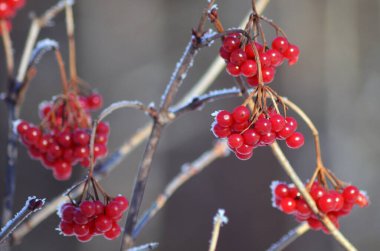 Kış Viburnum. Kış manzarası