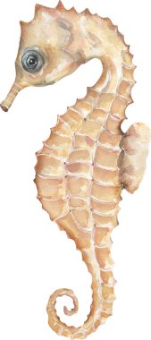 Suluboya el boyası Deniz atı Çizimi, Okyanus Hayvanı Klibi