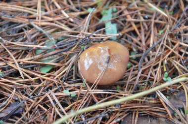 Ormanda sonbahar mevsiminde yağmur sonrası mantar toplama