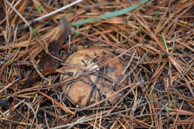 Ormanda sonbahar mevsiminde yağmur sonrası mantar toplama