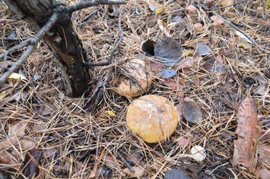 Ormanda sonbahar mevsiminde yağmur sonrası mantar toplama