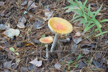 Ormanda sonbahar mevsiminde yağmur sonrası mantar toplama