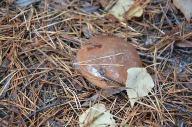 Ormanda sonbahar mevsiminde yağmur sonrası mantar toplama