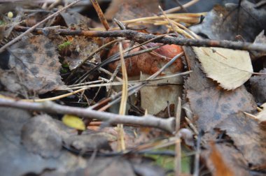 Ormanda sonbahar mevsiminde yağmur sonrası mantar toplama