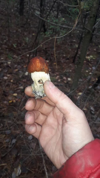 Mushroom Picking Autumn Season Rain Forest — Stock Photo, Image