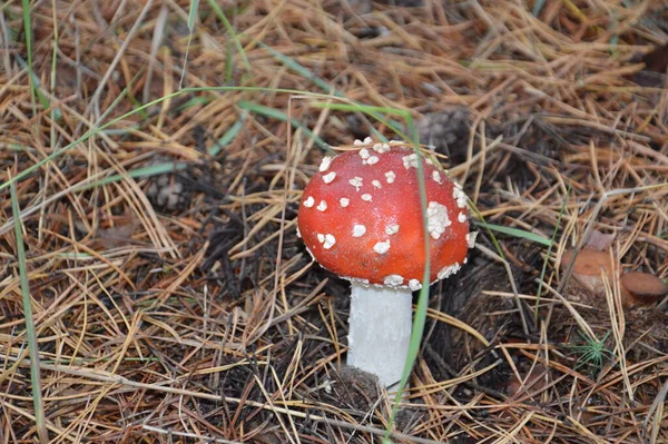 森の中で雨の後の秋の季節にキノコ狩り — ストック写真